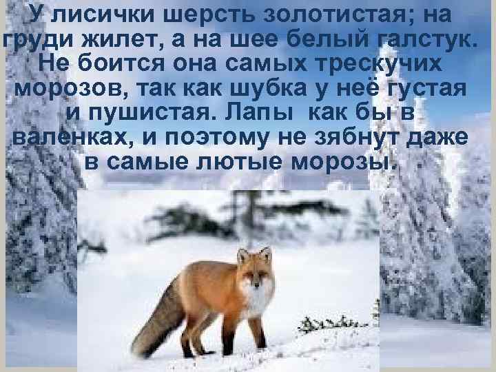 У лисички шерсть золотистая; на груди жилет, а на шее белый галстук. Не боится
