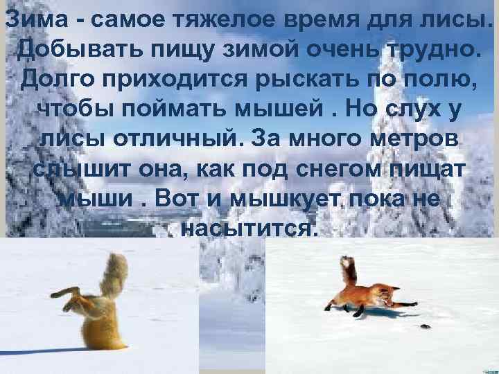 Зима - самое тяжелое время для лисы. Добывать пищу зимой очень трудно. Долго приходится