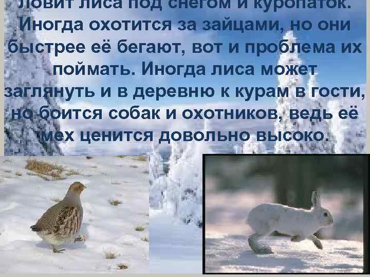 Ловит лиса под снегом и куропаток. Иногда охотится за зайцами, но они быстрее её