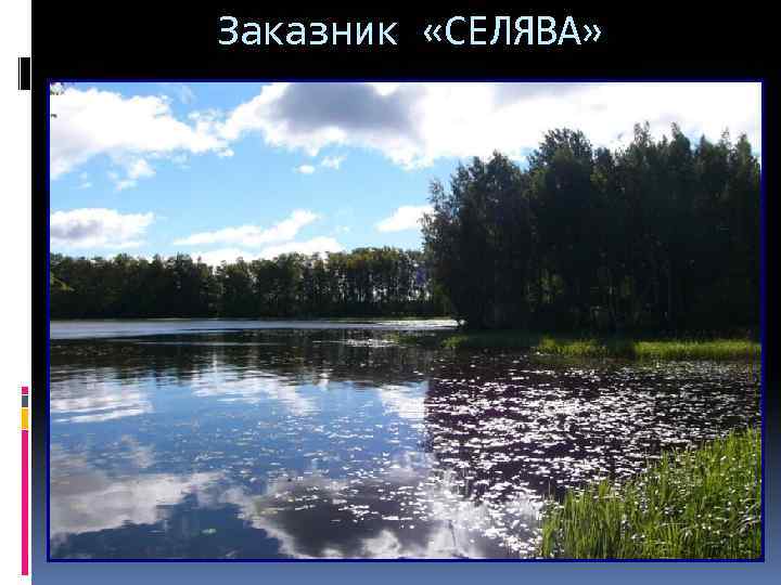 Заказник «СЕЛЯВА» 