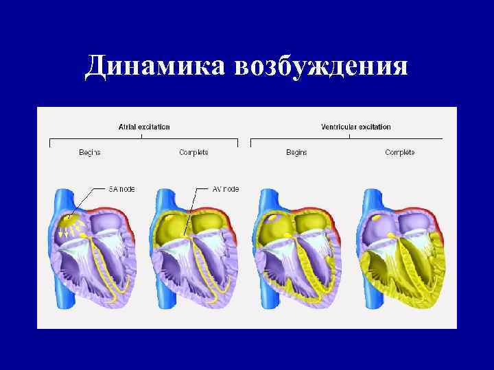 Динамика возбуждения 