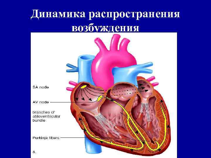 Методы сердца. Динамика распространения возбуждения в сердце. Возбуждение сердечной деятельности:. КДД сердца.