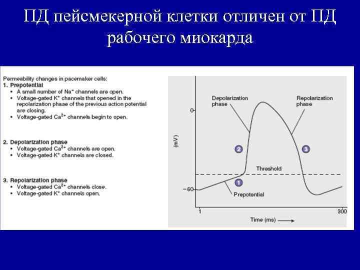 ПД пейсмекерной клетки отличен от ПД рабочего миокарда 