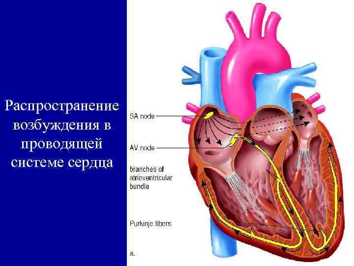 Распространение возбуждения в проводящей системе сердца 