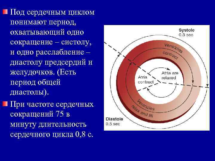 Под сердечным циклом понимают период, охватывающий одно сокращение – систолу, и одно расслабление –