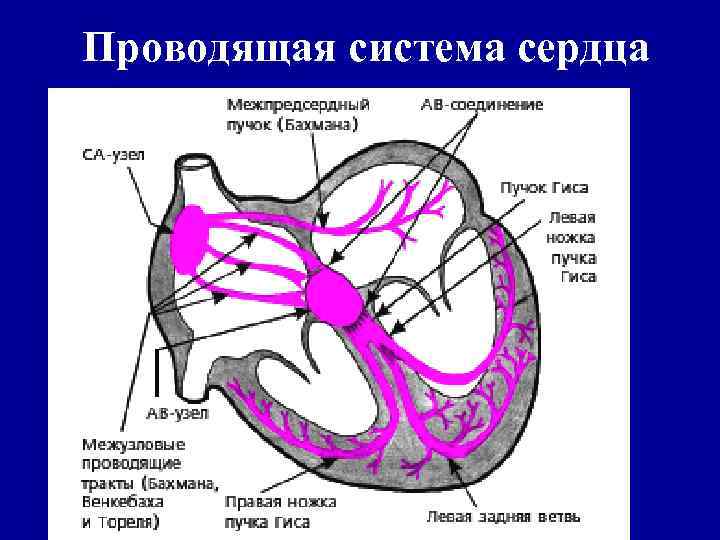 Проводящая система сердца механизм автоматии сердца презентация