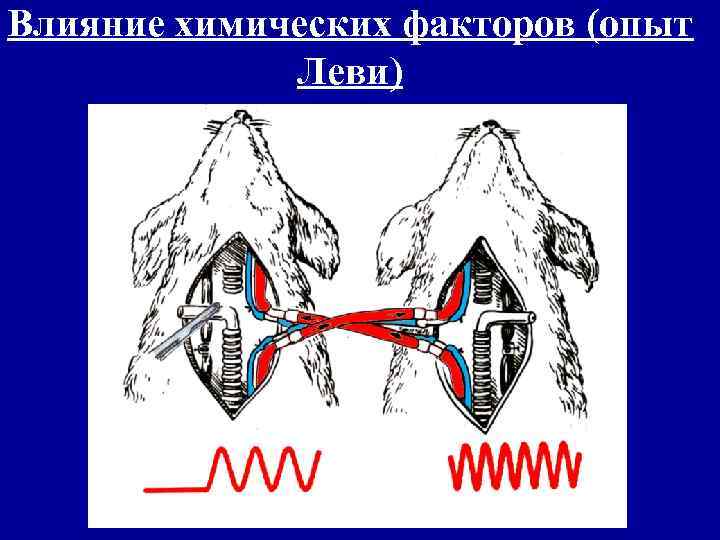 Влияние химических факторов (опыт Леви) 