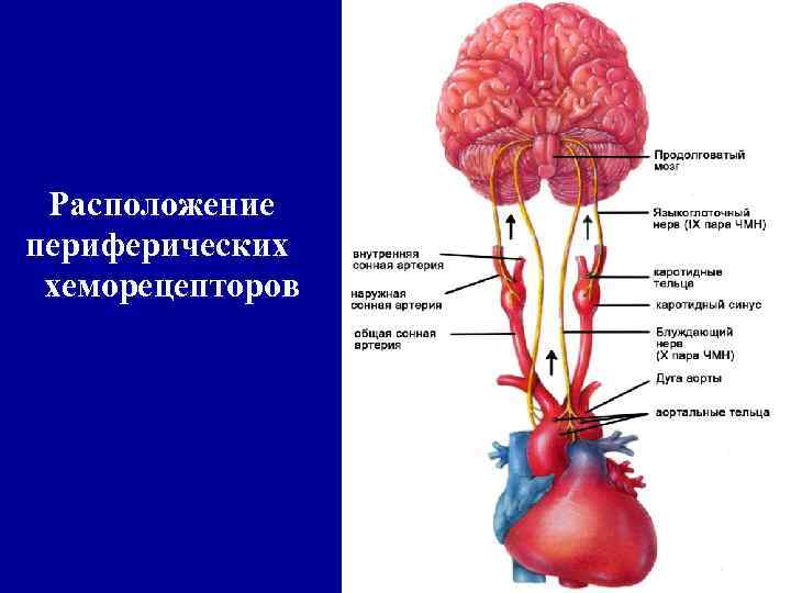 Роль хеморецепторов в регуляции дыхания. Периферические и центральные хеморецепторы регуляция дыхания. Каротидные хеморецепторы. Периферические (артериальные) хеморецепторы.