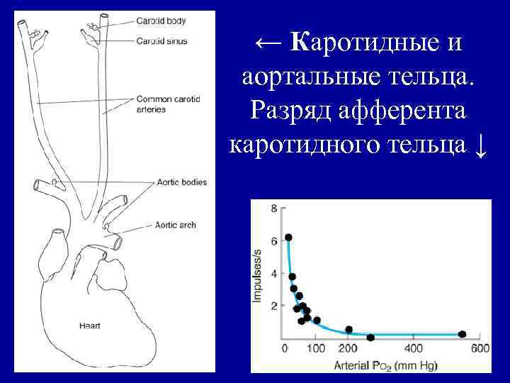 ← Каротидные и аортальные тельца. Разряд афферента каротидного тельца ↓ 