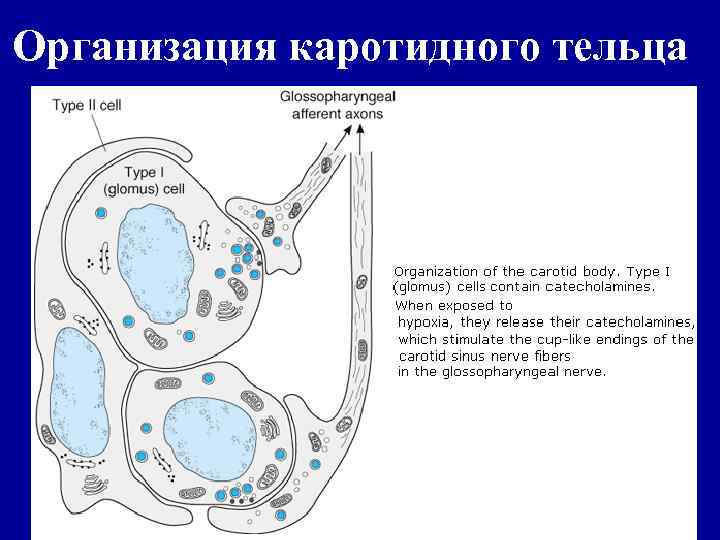 Организация каротидного тельца 