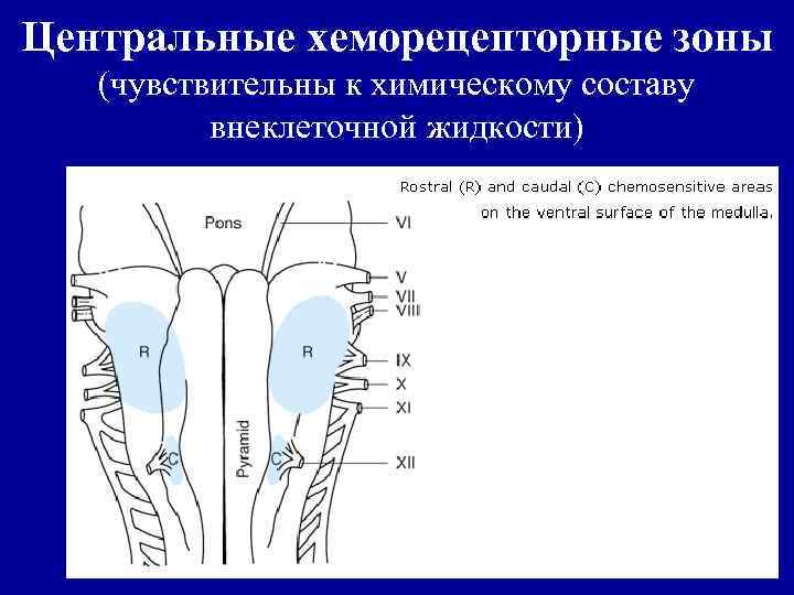 Центральные хеморецепторные зоны (чувствительны к химическому составу внеклеточной жидкости) 