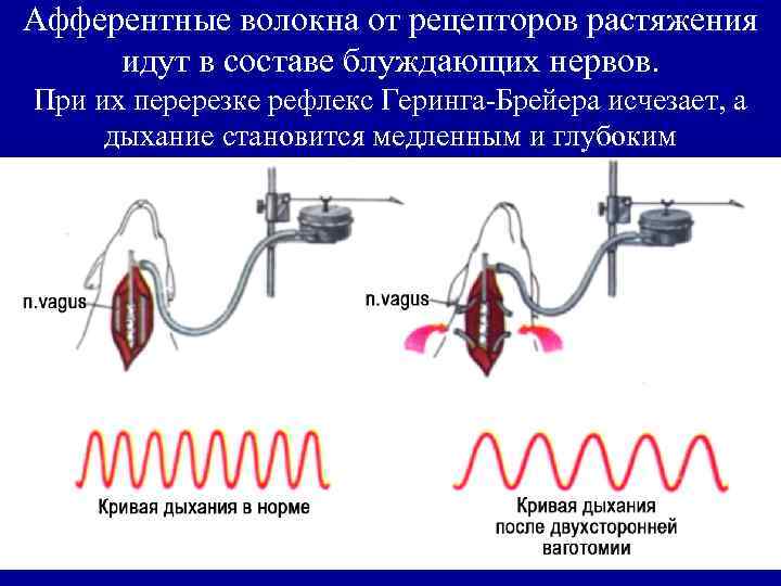 Рецепторы растяжения легких это. При перерезке блуждающего нерва дыхание. При перерезке блуждающих нервов, сердечный ритм. Рецепторы растяжения легких. При перерезке блуждающего нерва дыхание становится.