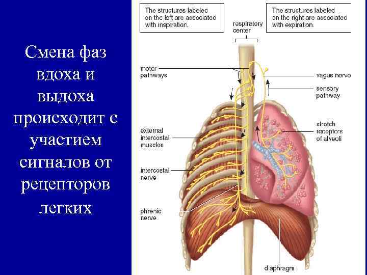 Смена фаз вдоха и выдоха происходит с участием сигналов от рецепторов легких 