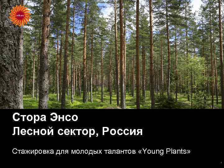 Стора Энсо Лесной сектор, Россия Стажировка для молодых талантов «Young Plants» 1 