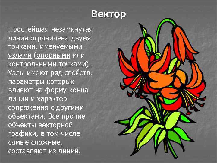 Вектор Простейшая незамкнутая линия ограничена двумя точками, именуемыми узлами (опорными или контрольными точками). Узлы