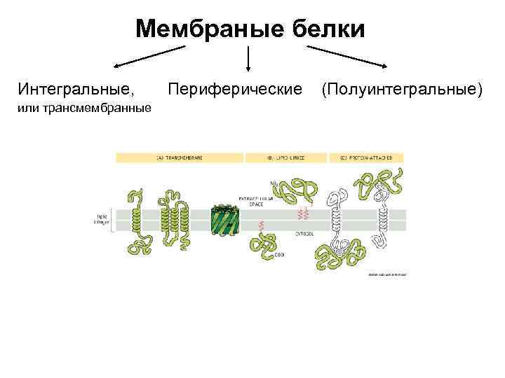 Мембраные белки Интегральные, или трансмембранные Периферические (Полуинтегральные) 