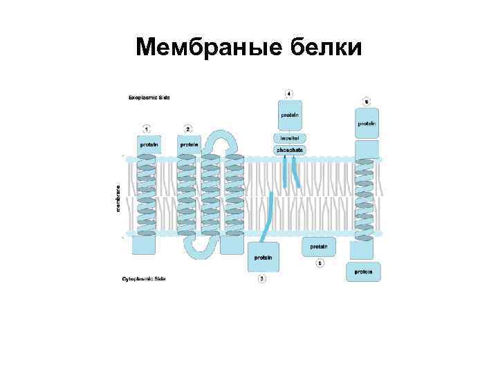 Мембраные белки 