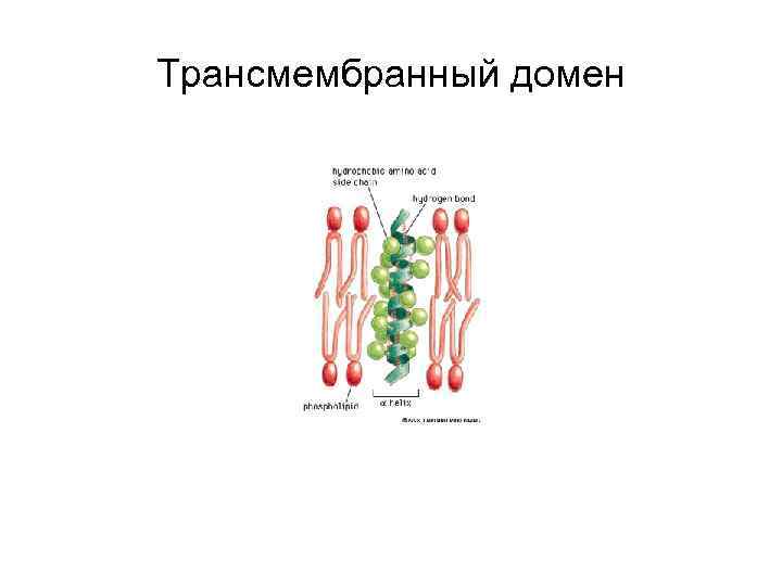 Трансмембранный домен 