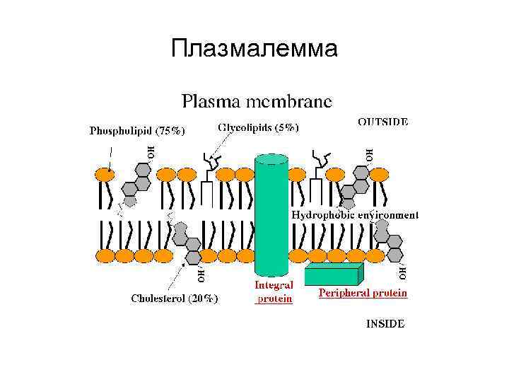 Плазмалемма 