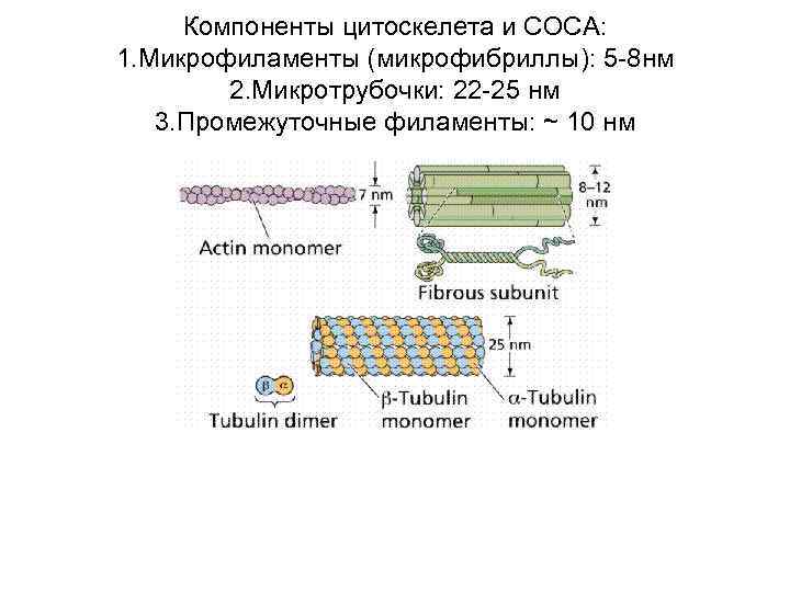 Компоненты цитоскелета и СОСА: 1. Микрофиламенты (микрофибриллы): 5 -8 нм 2. Микротрубочки: 22 -25