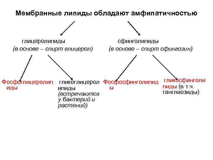 Мембранные липиды обладают амфипатичностью глицеролипиды (в основе – спирт глицерол) сфинголипиды (в основе –