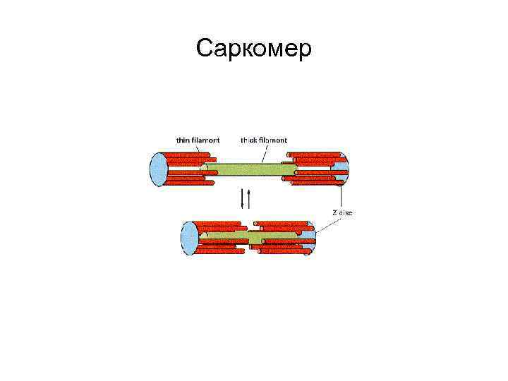 Саркомер 