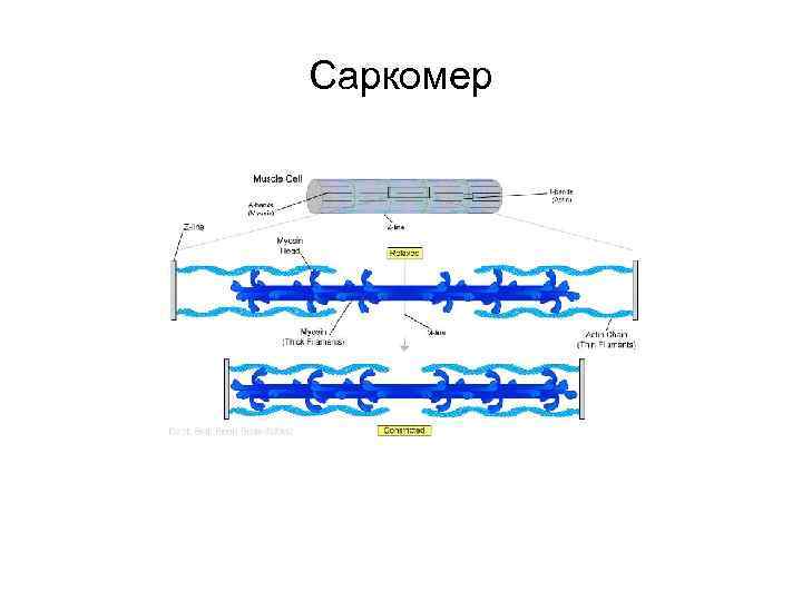 Саркомер 