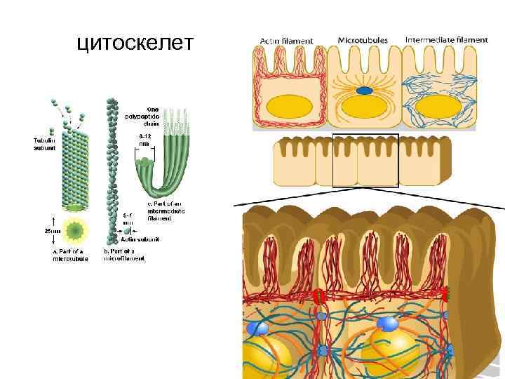 цитоскелет 