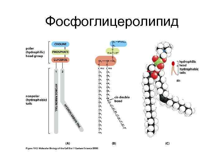 Фосфоглицеролипид 