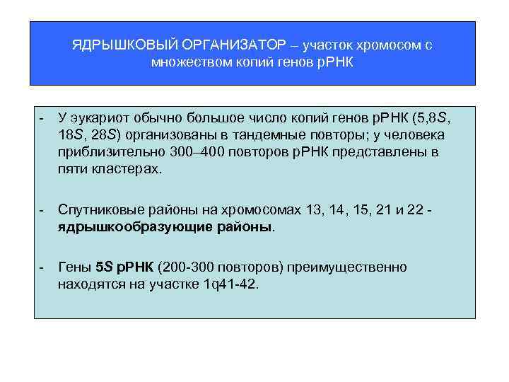 ЯДРЫШКОВЫЙ ОРГАНИЗАТОР – участок хромосом с множеством копий генов р. РНК - У эукариот