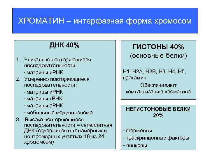 ХРОМАТИН – интерфазная форма хромосом ДНК 40% 1. Уникально повторяющиеся последовательности: - матрицы и.