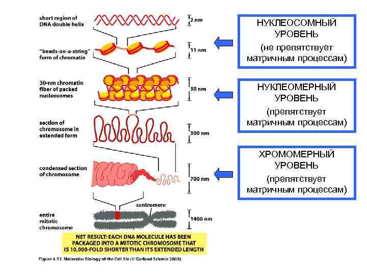 НУКЛЕОСОМНЫЙ УРОВЕНЬ (не препятствует матричным процессам) НУКЛЕОМЕРНЫЙ УРОВЕНЬ (препятствует матричным процессам) ХРОМОМЕРНЫЙ УРОВЕНЬ (препятствует