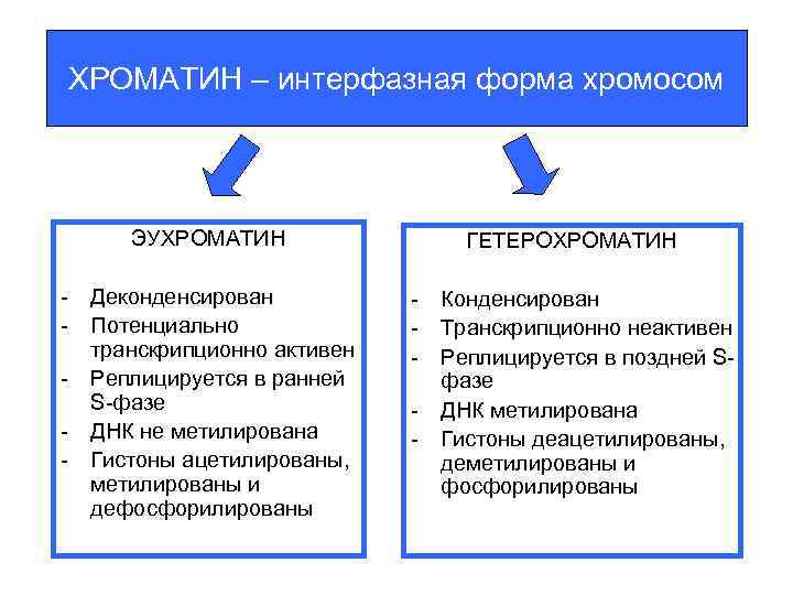 Эухроматин и гетерохроматин