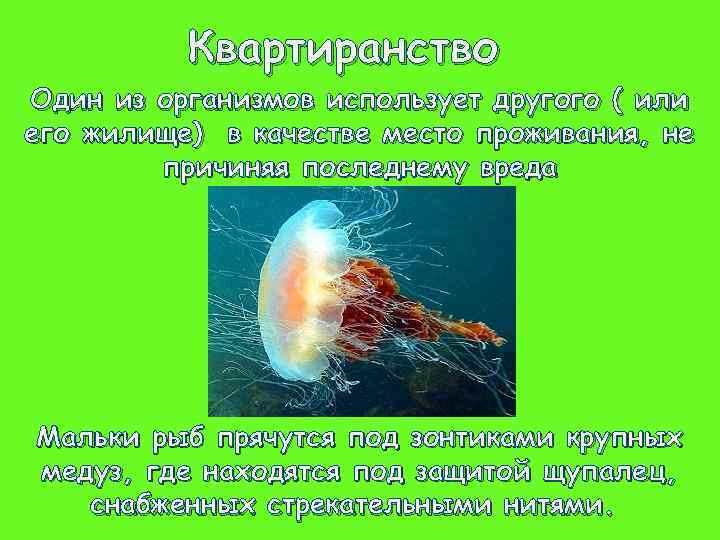 Организмы использующие для питания. Организмы использующие другие в качестве жилища или убежища. Медуза и мальки рыб Тип взаимоотношений. Мыльки рыб медузы Тип взаимоотношений. Виды взаимоотношений квартиранство.