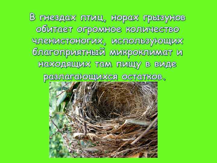 В гнездах птиц, норах грызунов обитает огромное количество членистоногих, использующих благоприятный микроклимат и находящих