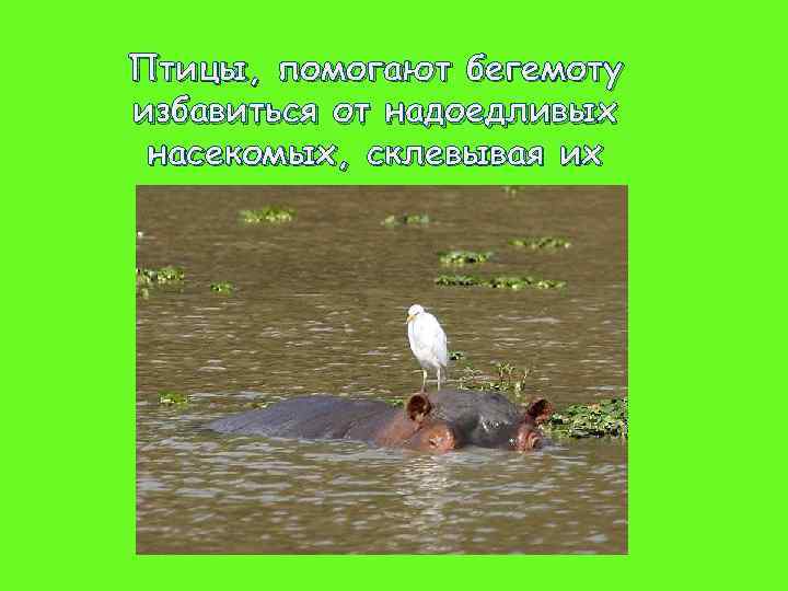 Птицы, помогают бегемоту избавиться от надоедливых насекомых, склевывая их 