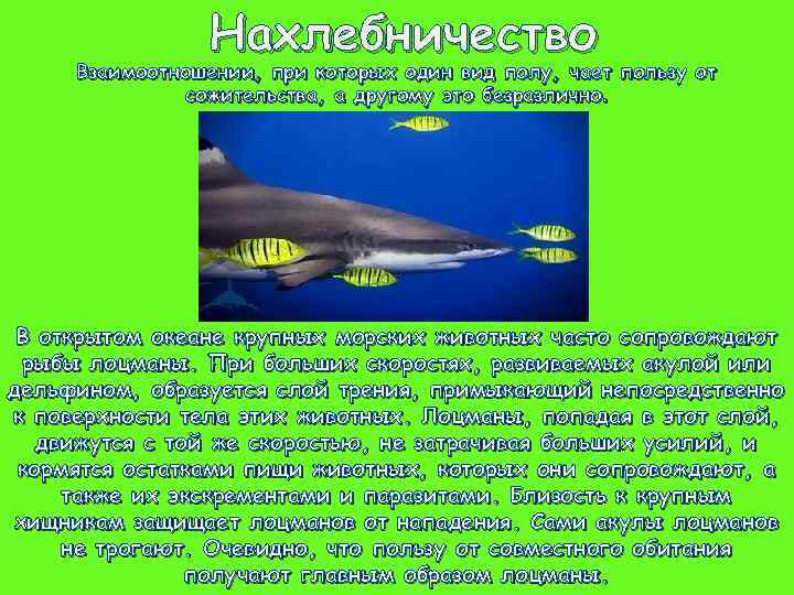 Нахлебничество Взаимоотношении, при которых один вид полу, чает пользу от сожительства, а другому это