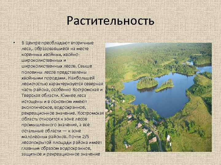 Растительность • В Центре преобладают вторичные леса, . образовавшиеся на месте коренных хвойных, хвойно