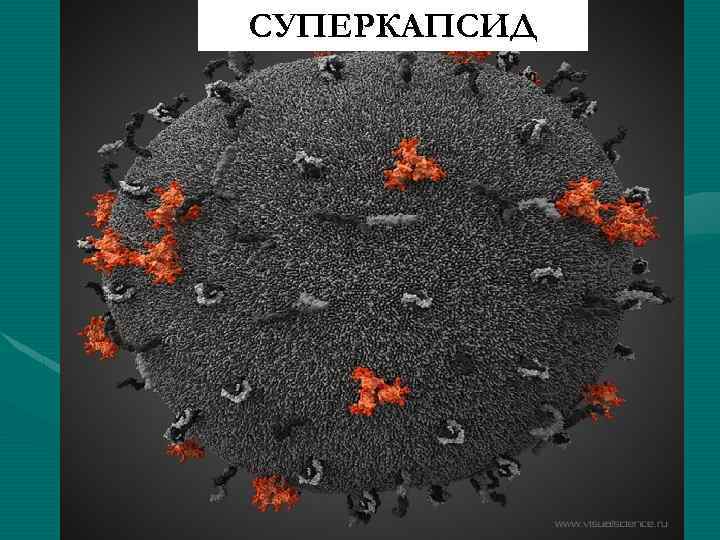 Спид какой возбудитель. ВИЧ возбудитель. Возбудитель вича. Возбудитель ВИЧ инфе. Возбудитель ВИЧ инфекции является.