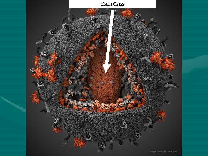 КАПСИД 