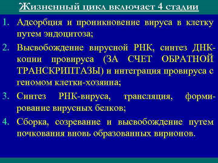 Жизненный цикл включает 4 стадии 1. Адсорбция и проникновение вируса в клетку путем эндоцитоза;