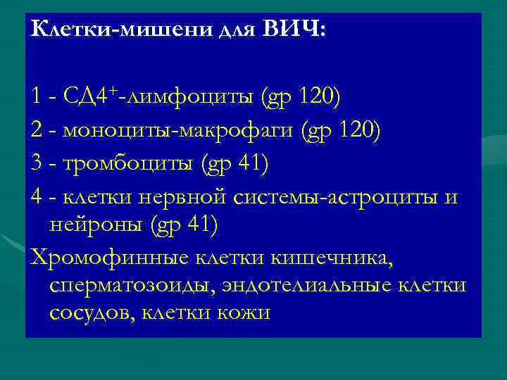 Клетки-мишени для ВИЧ: 1 - СД 4+-лимфоциты (gр 120) 2 - моноциты-макрофаги (gр 120)