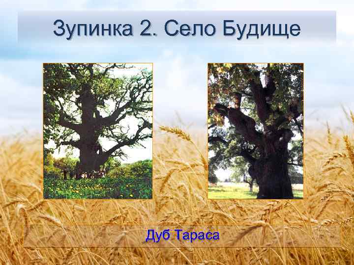 Зупинка 2. Село Будище Дуб Тараса 
