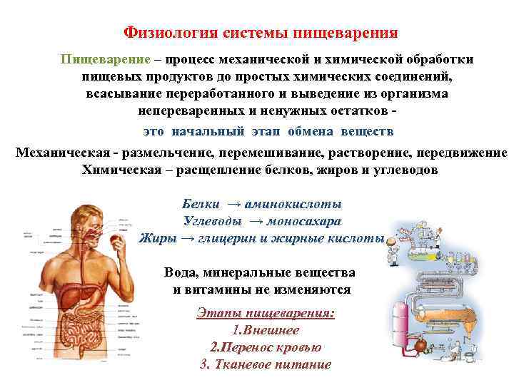 Физиология системы пищеварения Пищеварение – процесс механической и химической обработки пищевых продуктов до простых