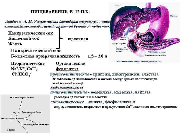 ПИЩЕВАРЕНИЕ В 12 П. К. Академик А. М. Уголев назвал двенадцатиперстную кишку «гипоталамо-гипофизарной системой