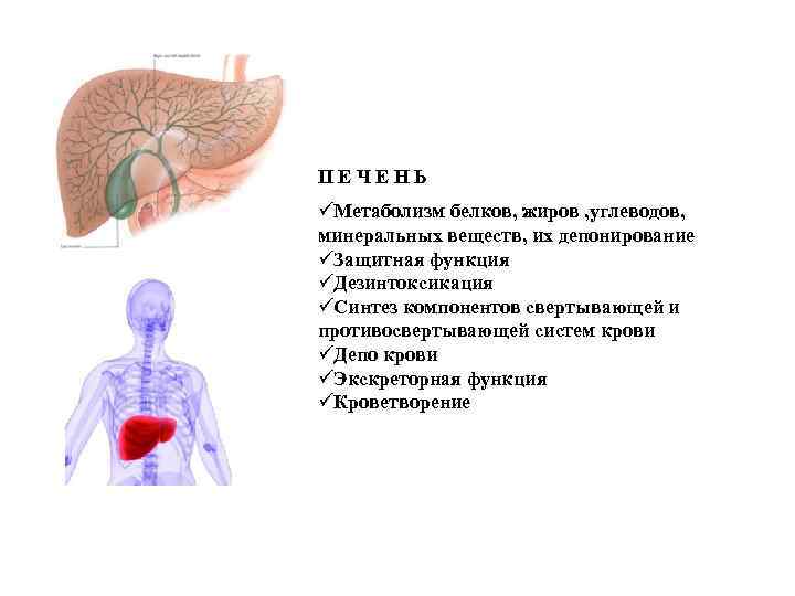 ПЕЧЕНЬ üМетаболизм белков, жиров , углеводов, минеральных веществ, их депонирование üЗащитная функция üДезинтоксикация üСинтез