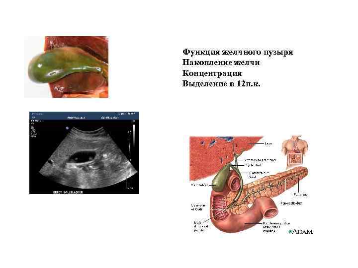 Функция желчного пузыря Накопление желчи Концентрация Выделение в 12 п. к. 