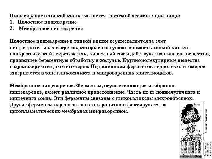 Пищеварение в тонкой кишке является системой ассимиляции пищи: 1. Полостное пищеварение 2. Мембранное пищеварение