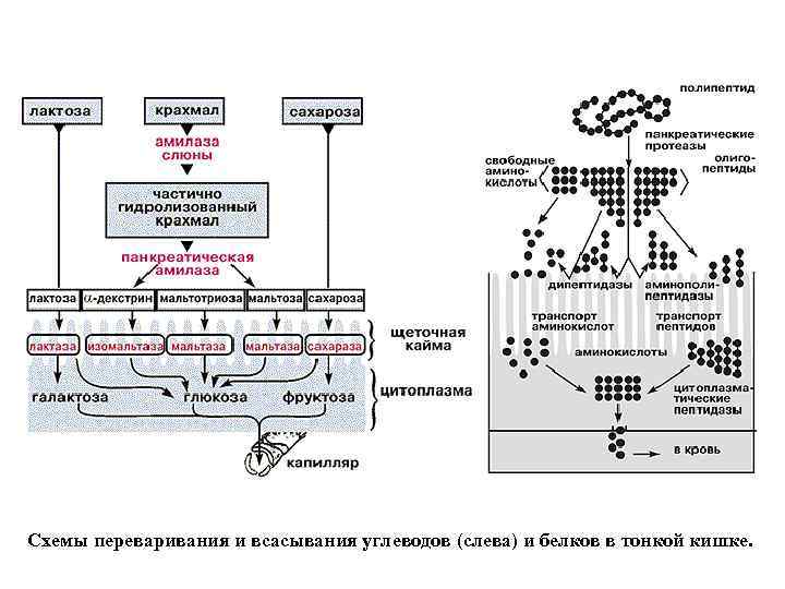 Всасывание аминокислот и простых углеводов. Переваривание и всасывание углеводов схема. Всасывание углеводов схема. Переваривание белков физиология. Переваривание углеводов биохимия.