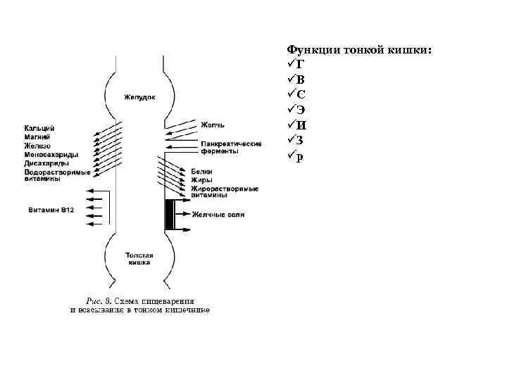 Презентация пищеварительная система физиология